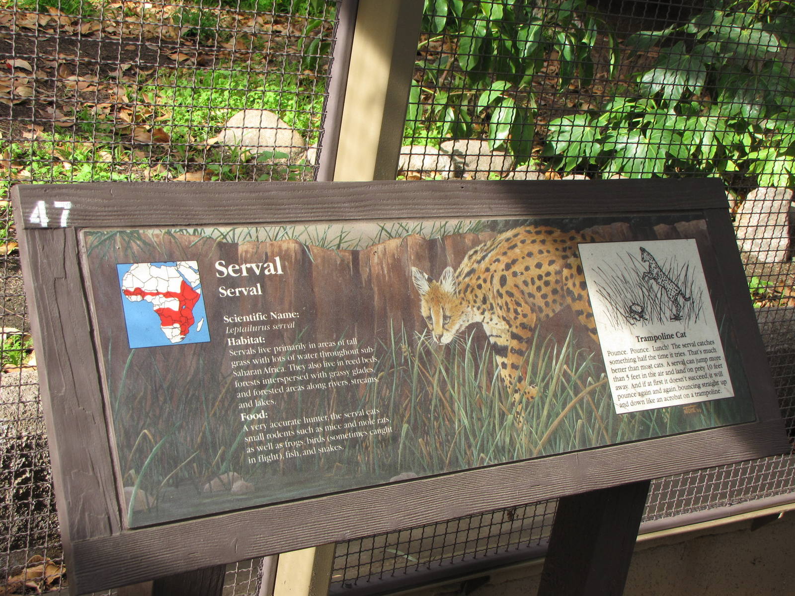 Serval Sign