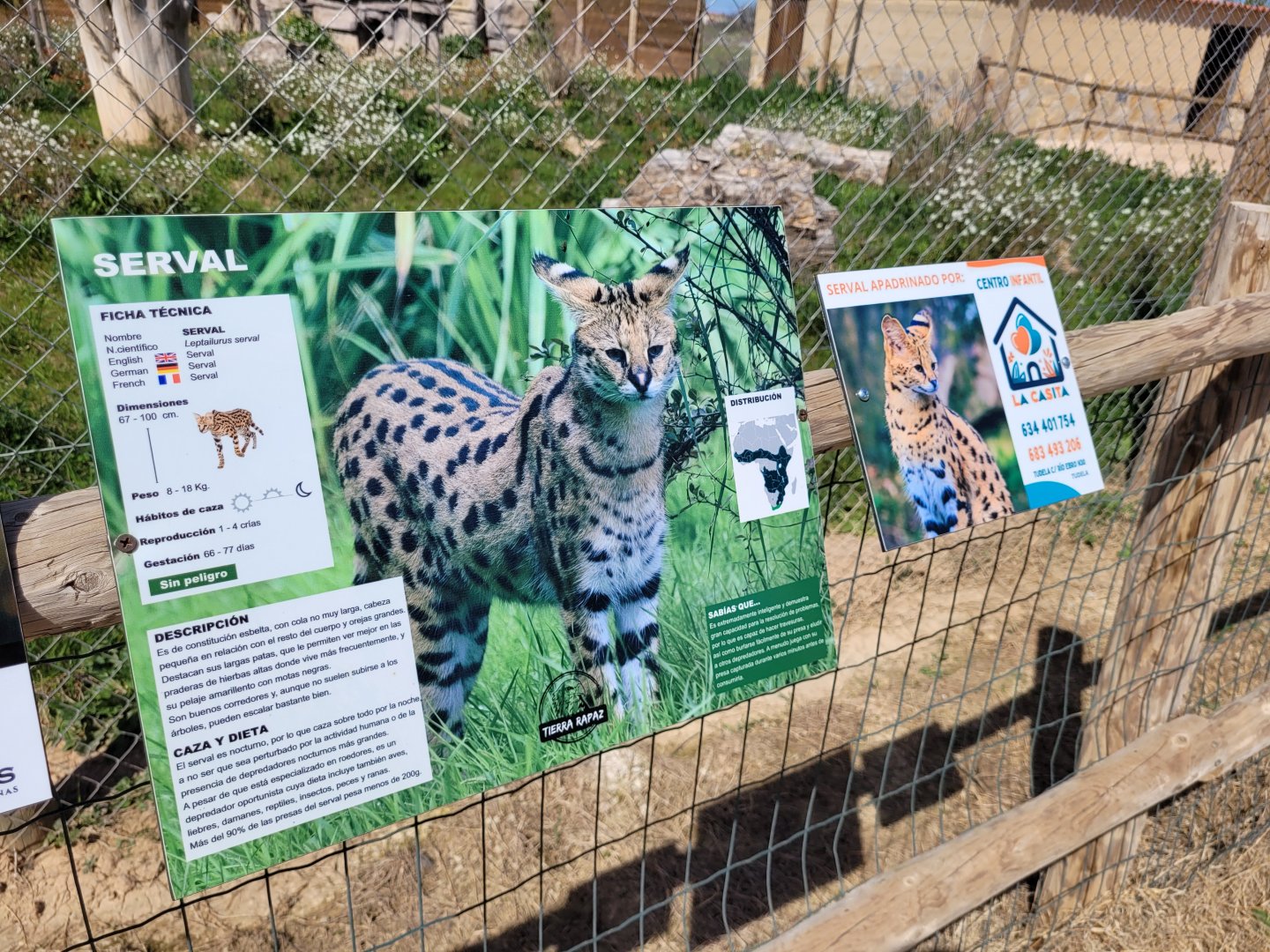 Serval signae -Tierra Rapaz (2024)