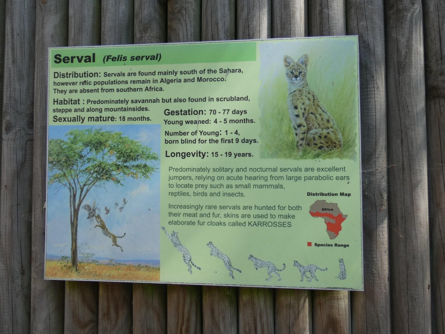 Serval signage