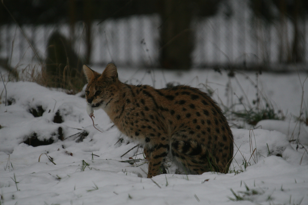 Serval Snack #2