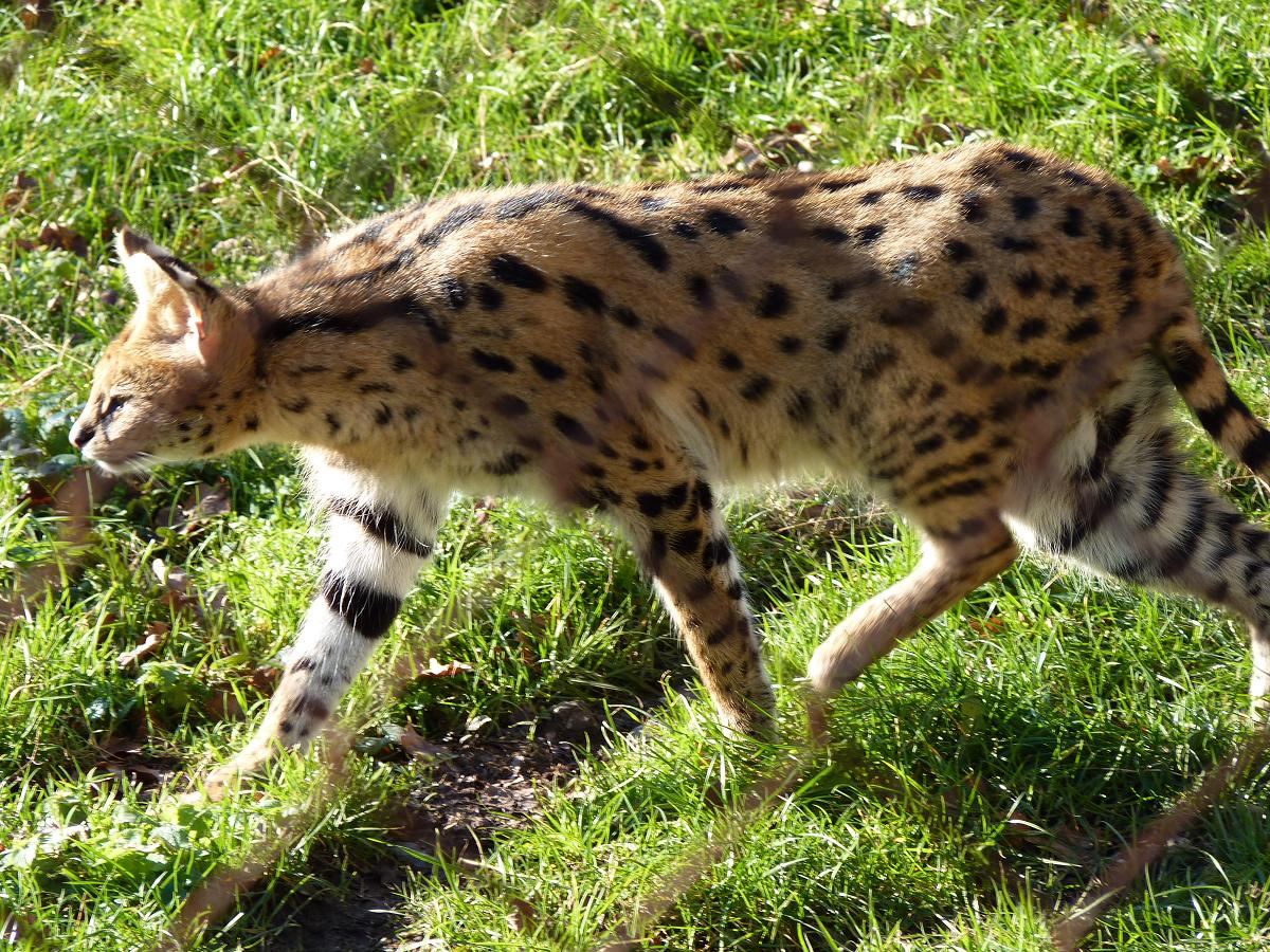 Serval Stalking
