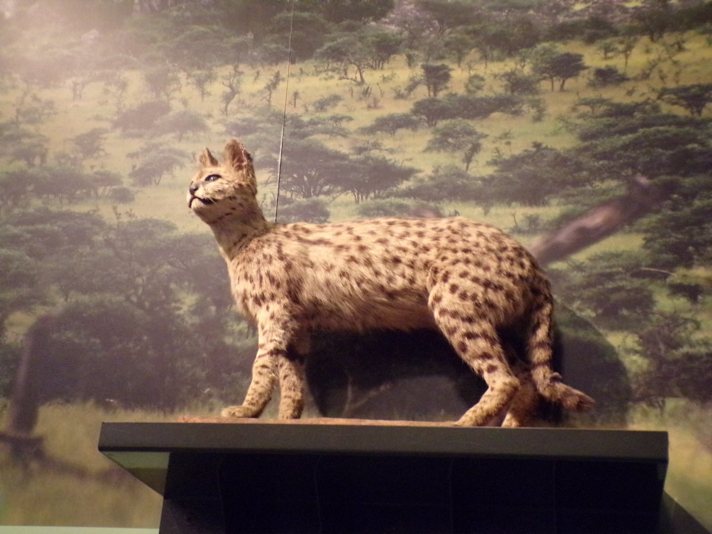 Serval (taken at Kelvingrove museum) 12.2.24