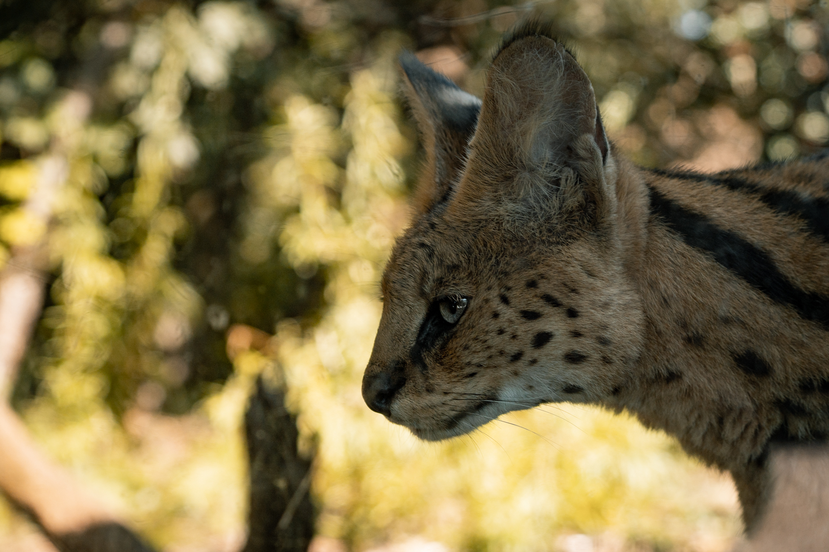 Serval up close