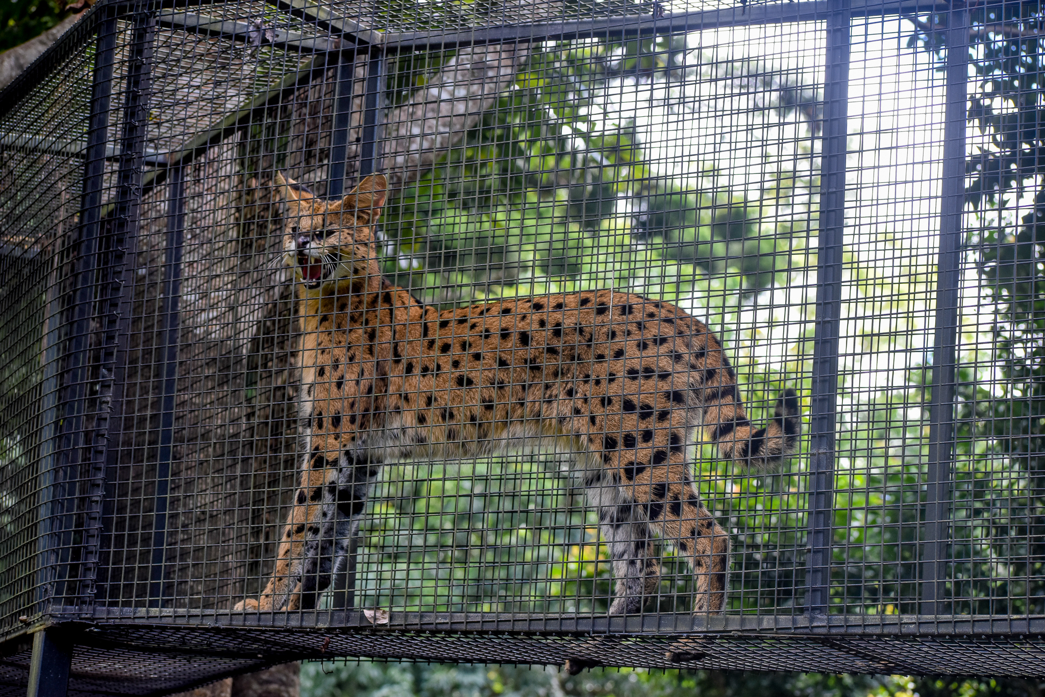 Serval using aerial walkway