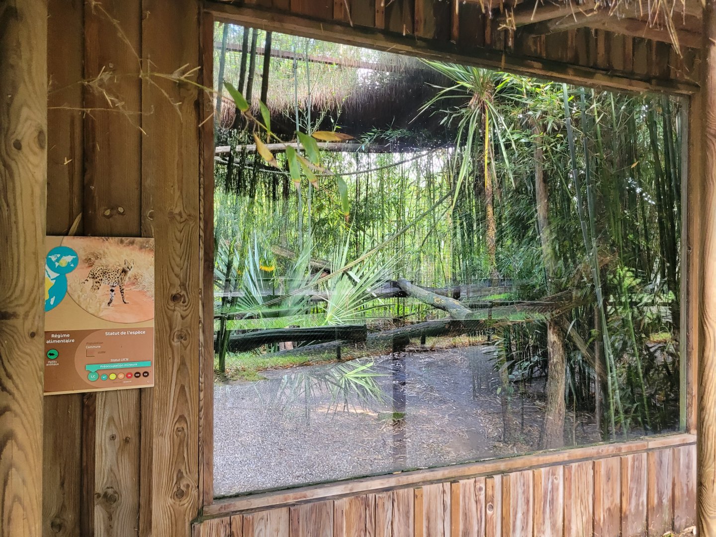 Serval viewing -Zoo du bassin d'Arcachon (2024)