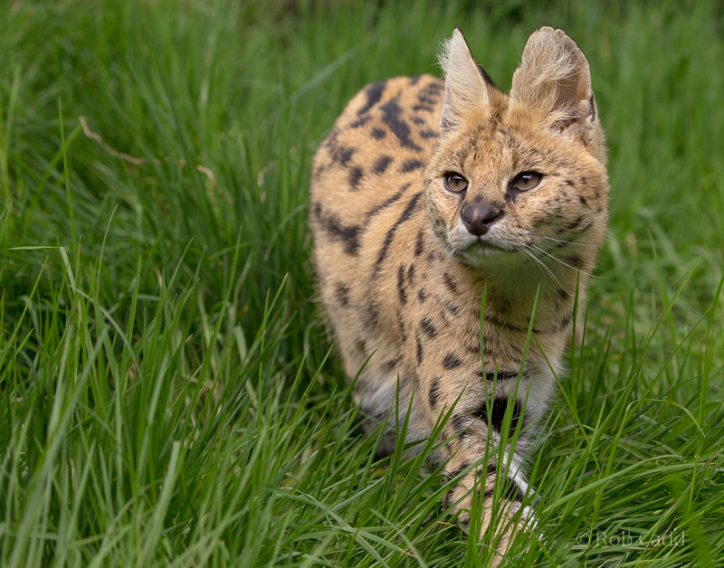 Serval : WHF Big Cat Sanctuary : 04 May 2017