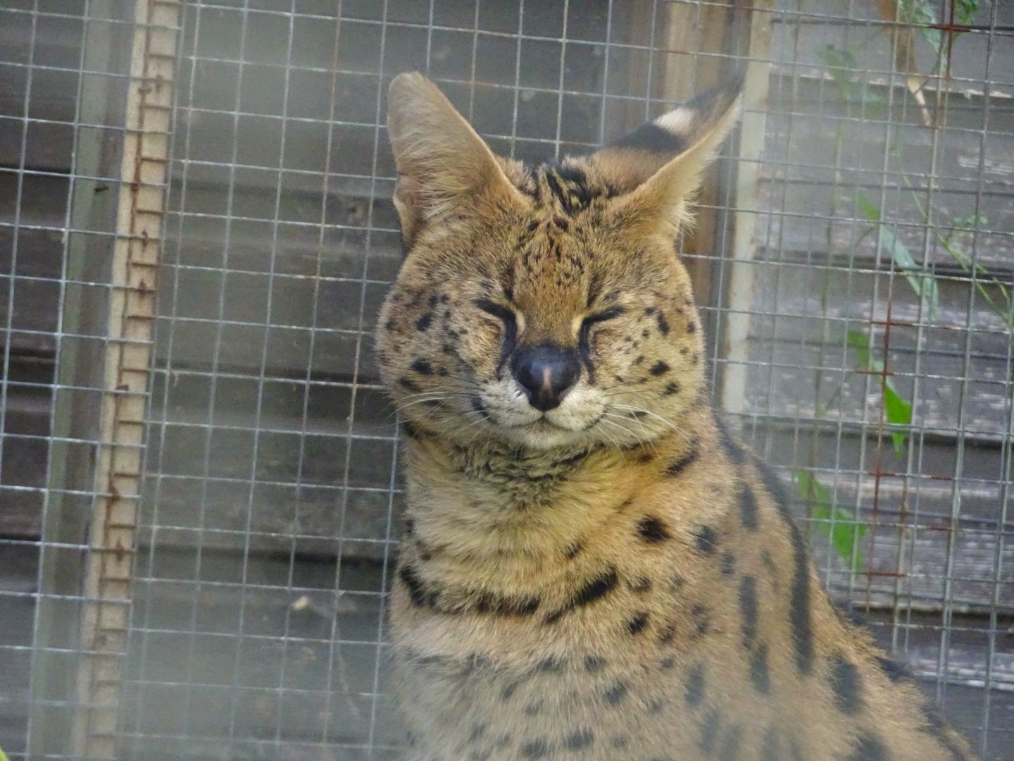 Serval, Wild Discovery, 2 August 2025