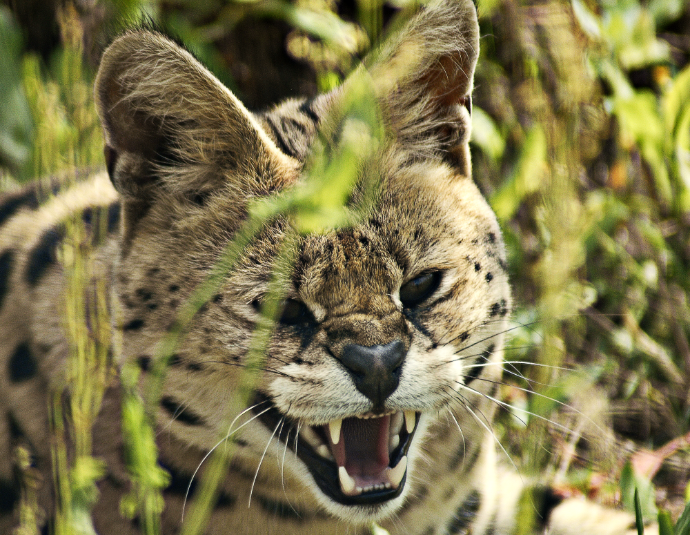 Serval - Wildkatzenzentrum Felidae 2022