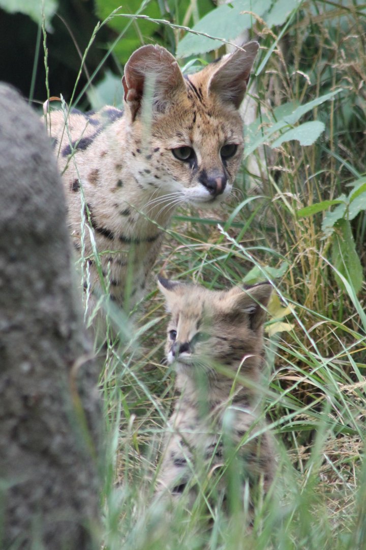 Serval with kitten