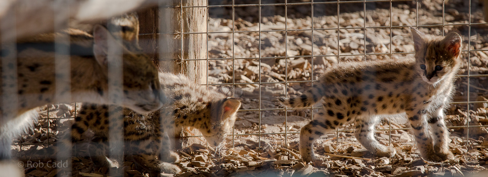 Serval with kittens : Hamerton : 31 Aug 2014