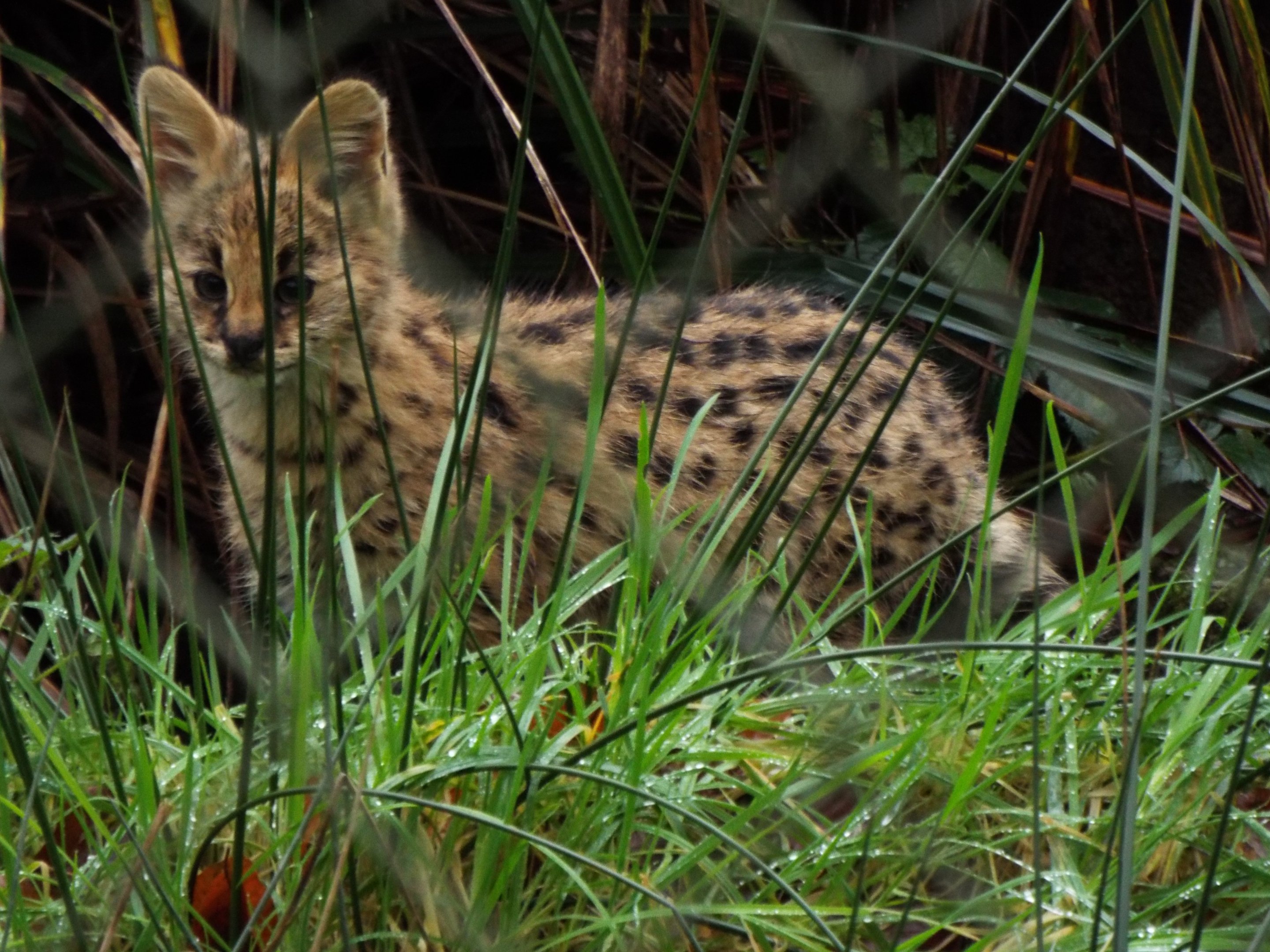 Serval Youngster, Exmoor Zoo