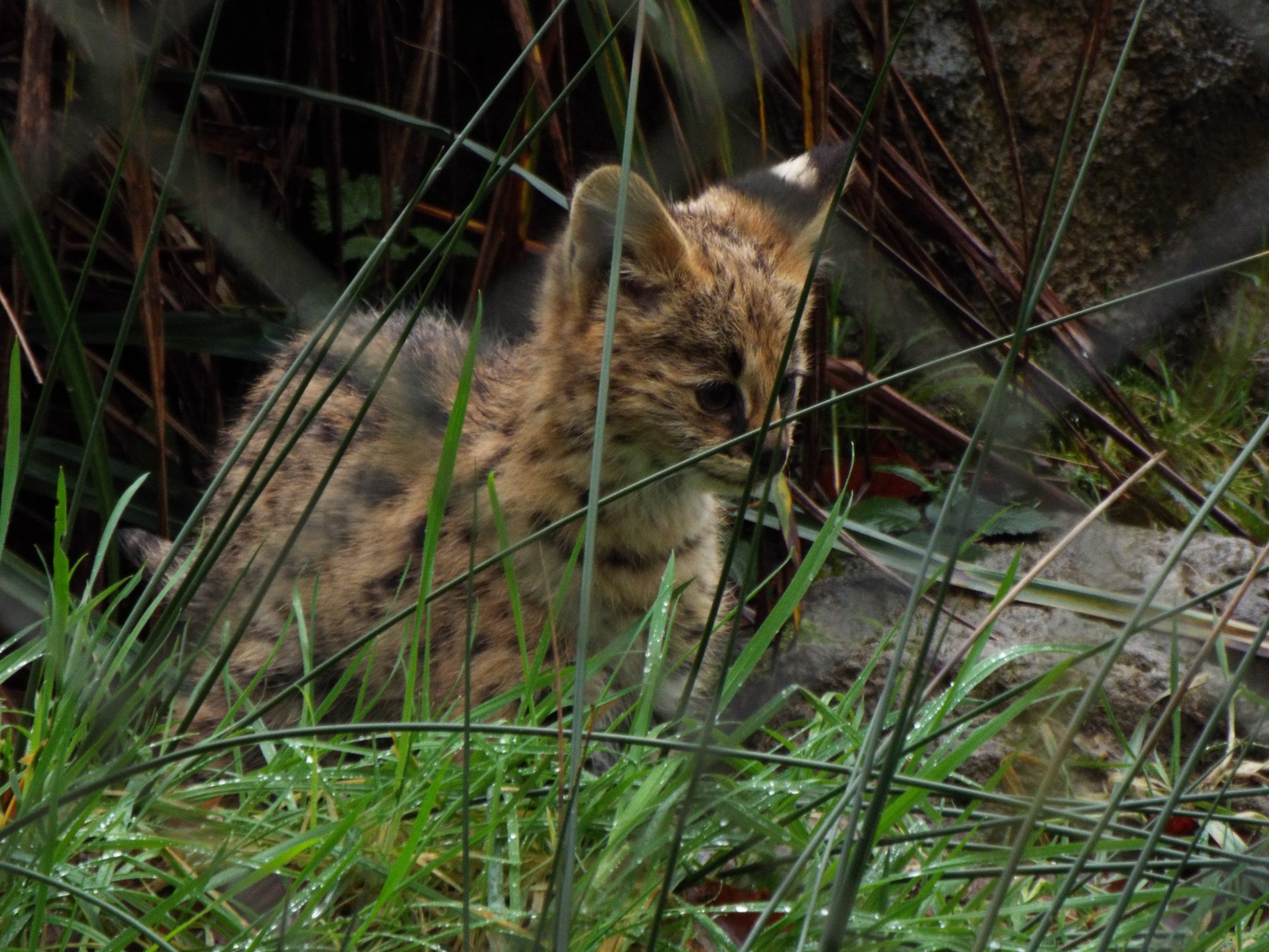 Serval Youngster, Exmoor Zoo