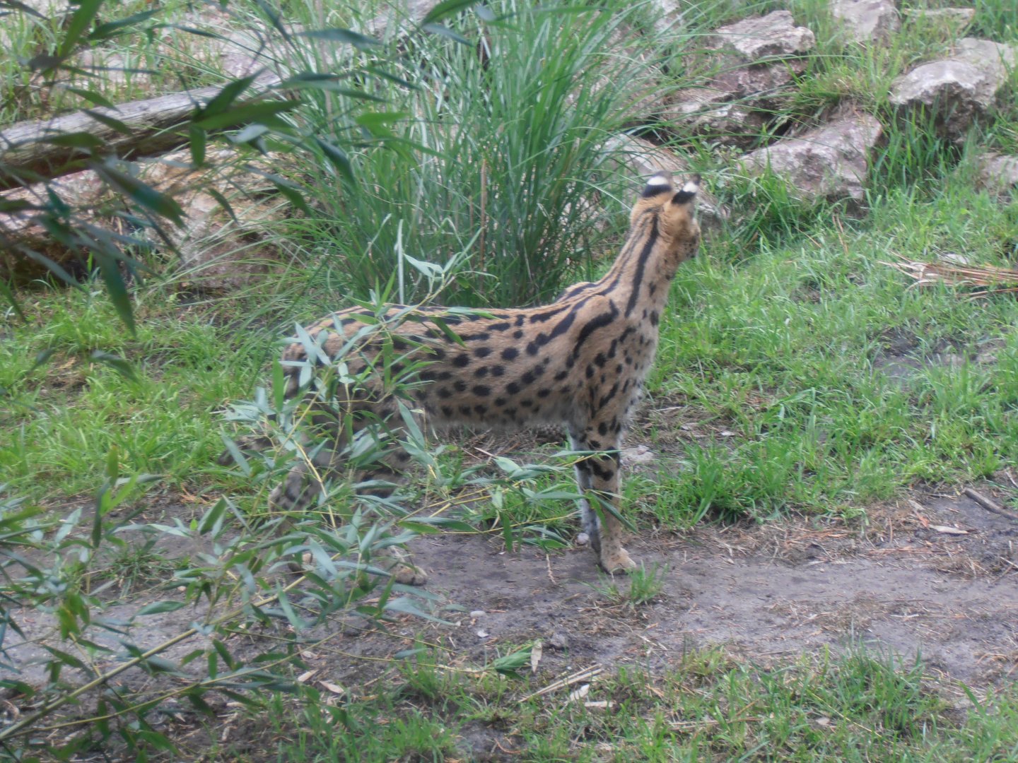 Serval-Zoo Bassin D'Arcachon (2012)