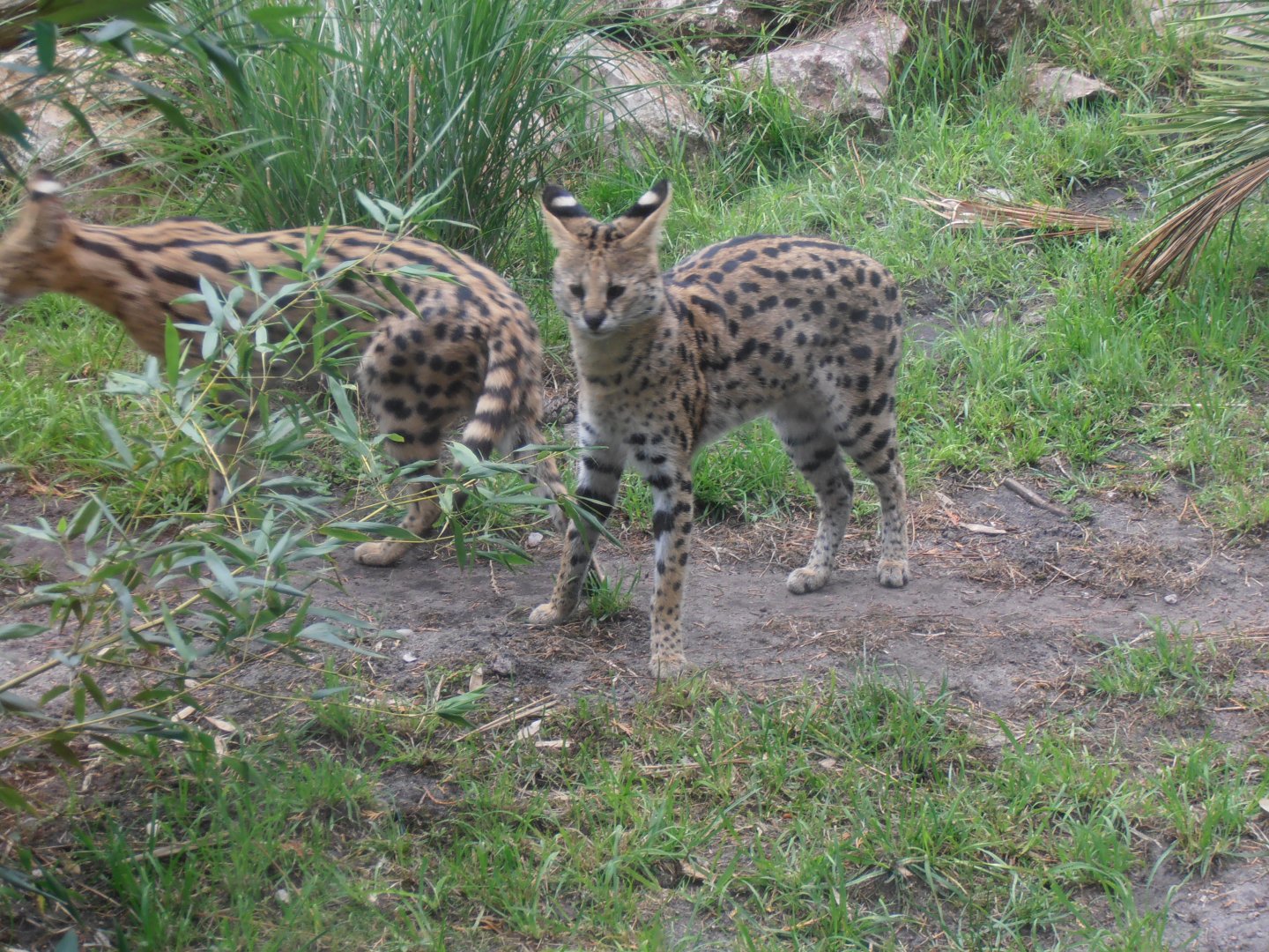 Serval-Zoo Bassin D'Arcachon (2012)