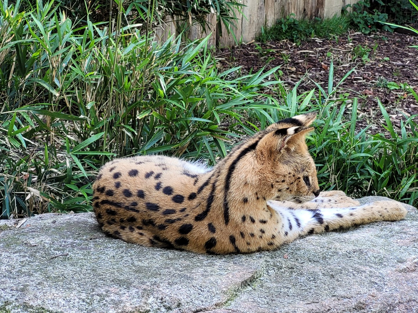 Serval -Zoo d'Asson (2022)