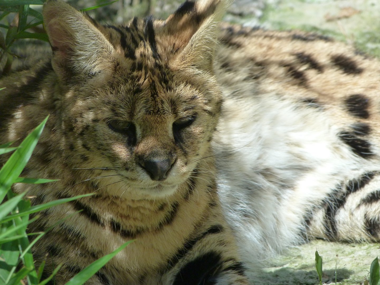 Serval -Zoo d'Asson (2025)