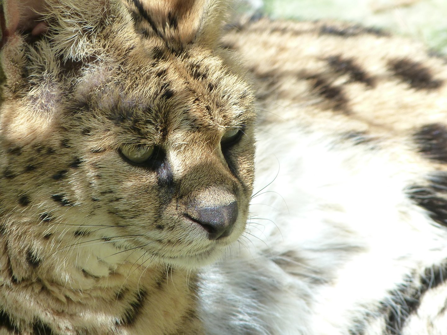 Serval -Zoo d'Asson (2025)