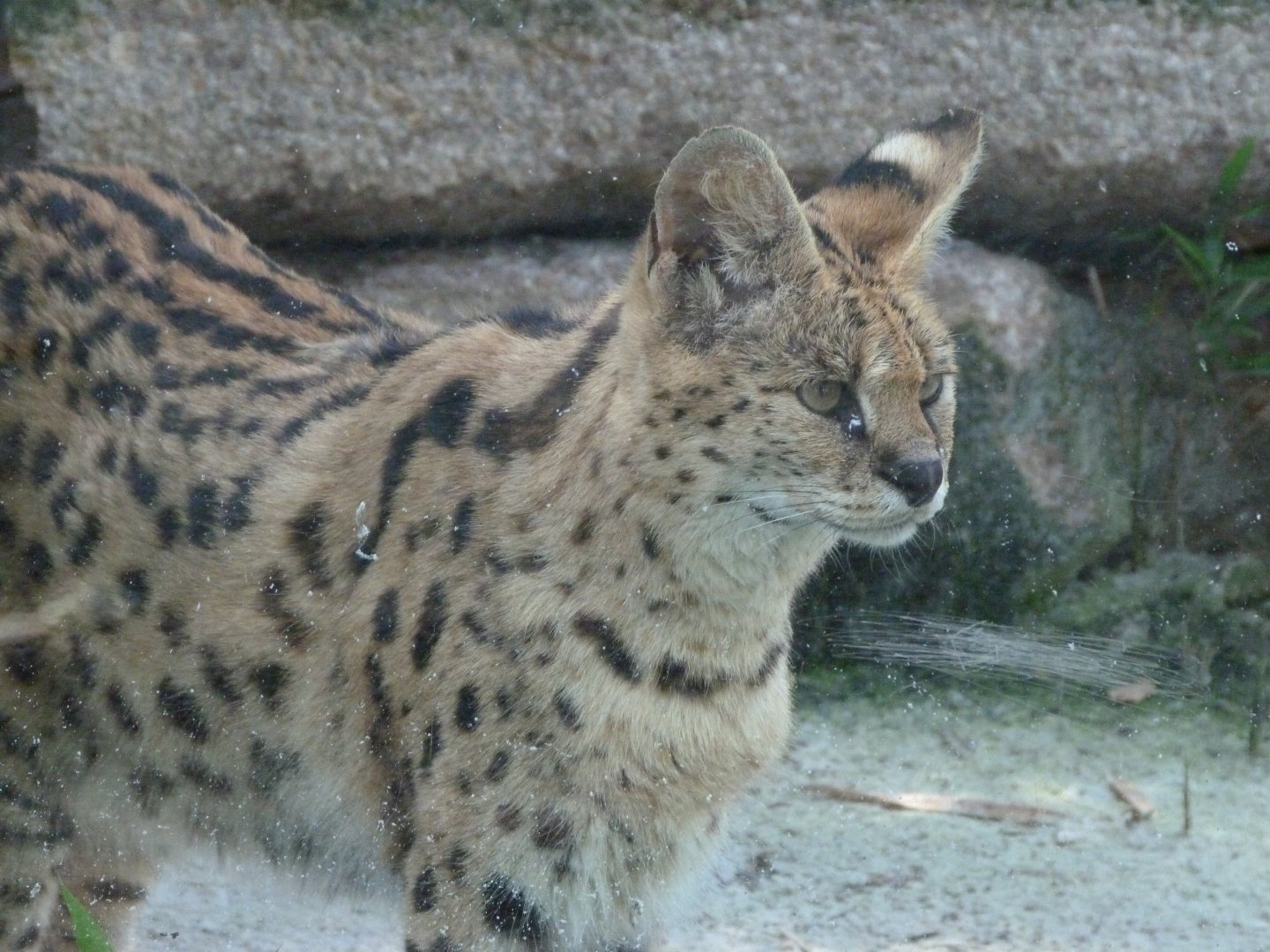 Serval -Zoo d'Asson (2025)