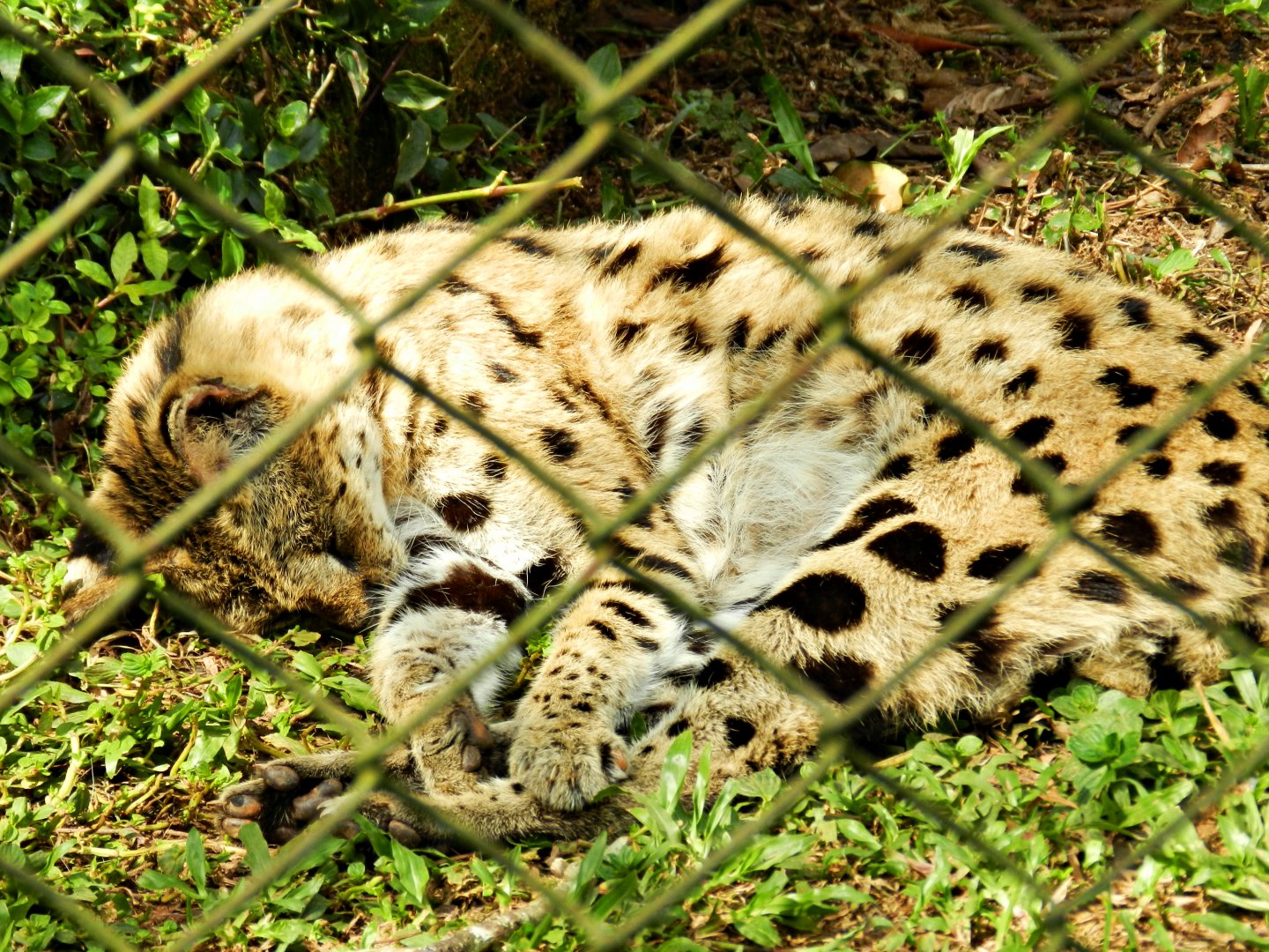 Serval - Zoo São Paulo