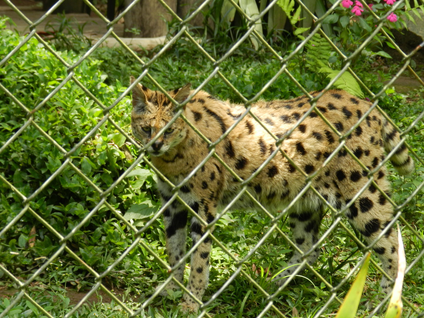 Serval - Zoo São Paulo