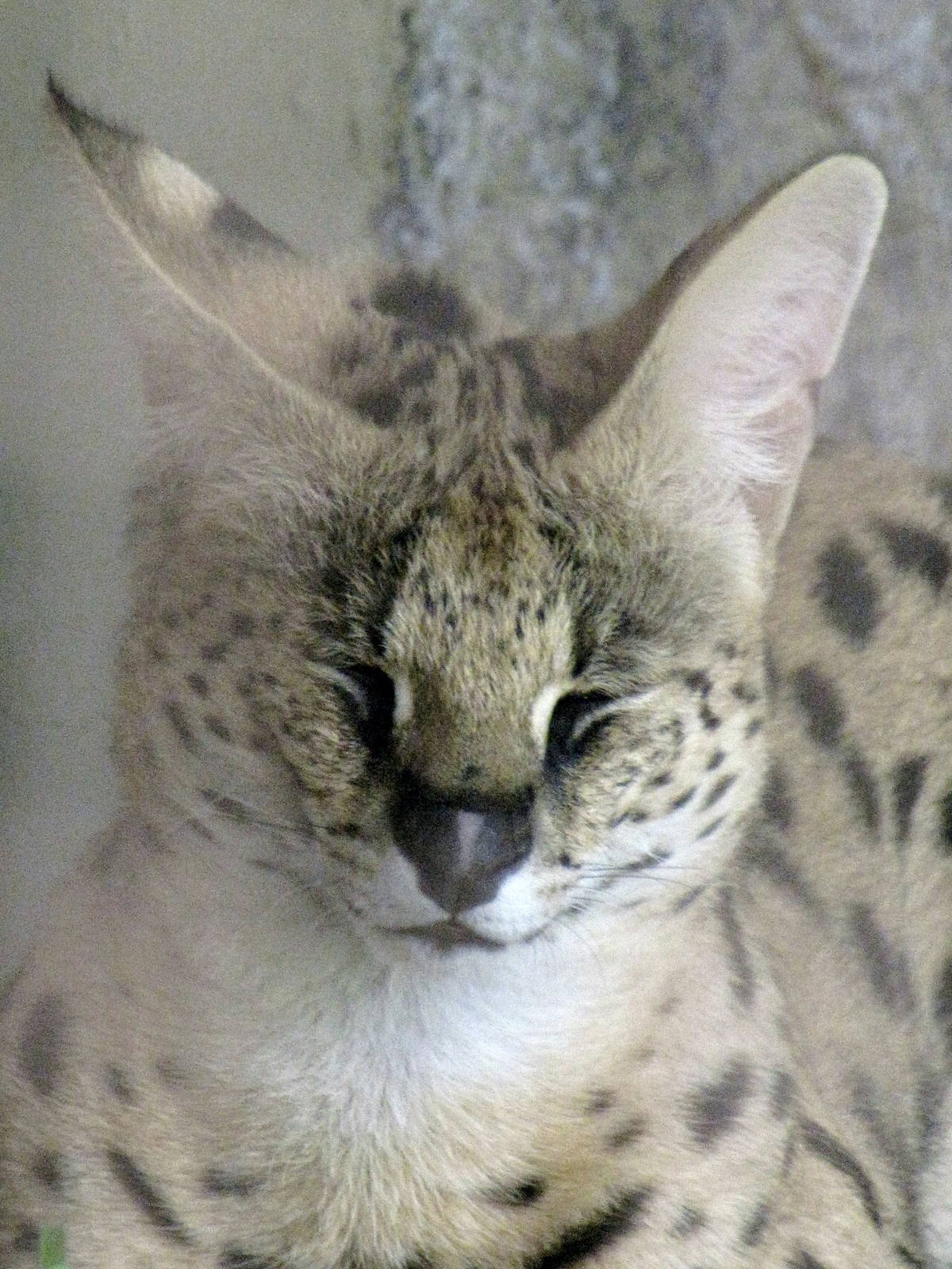 Serval