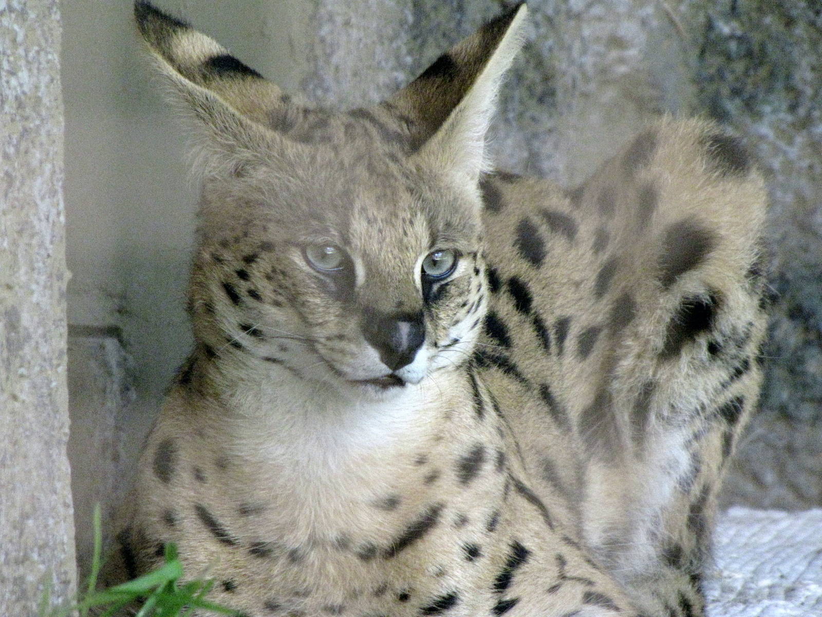 Serval
