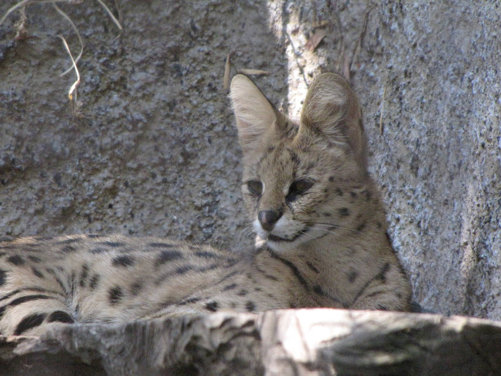 Serval