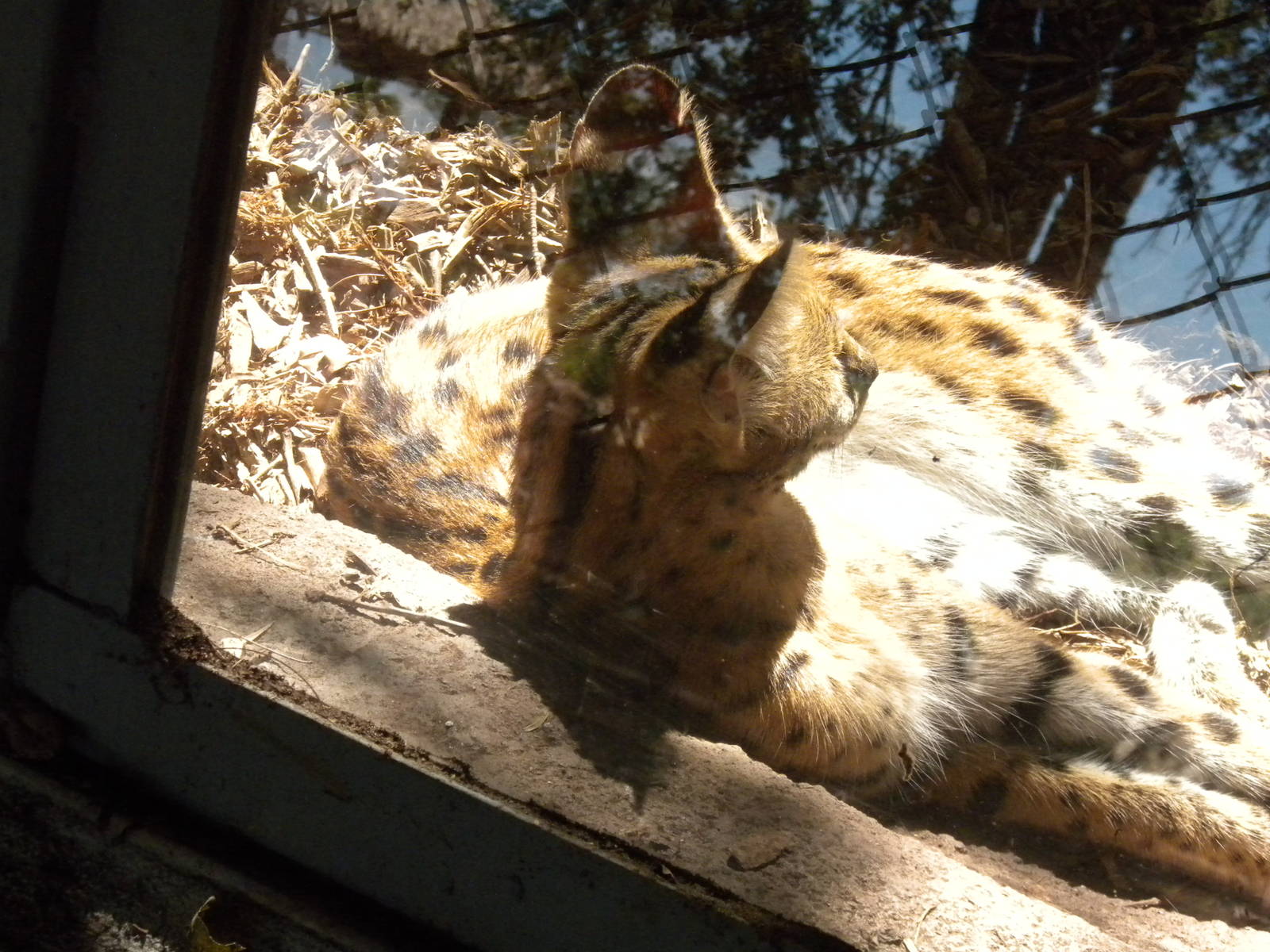 Serval