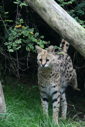 serval