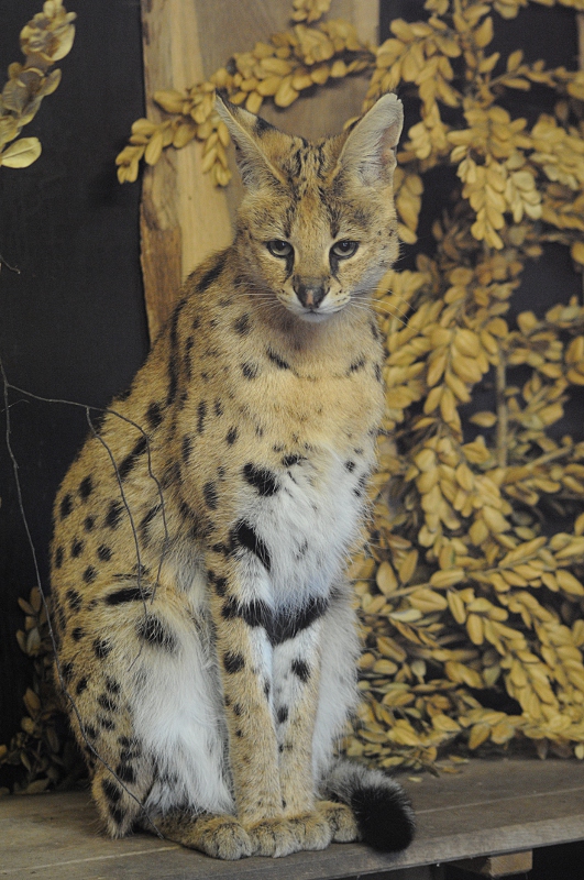 Serval
