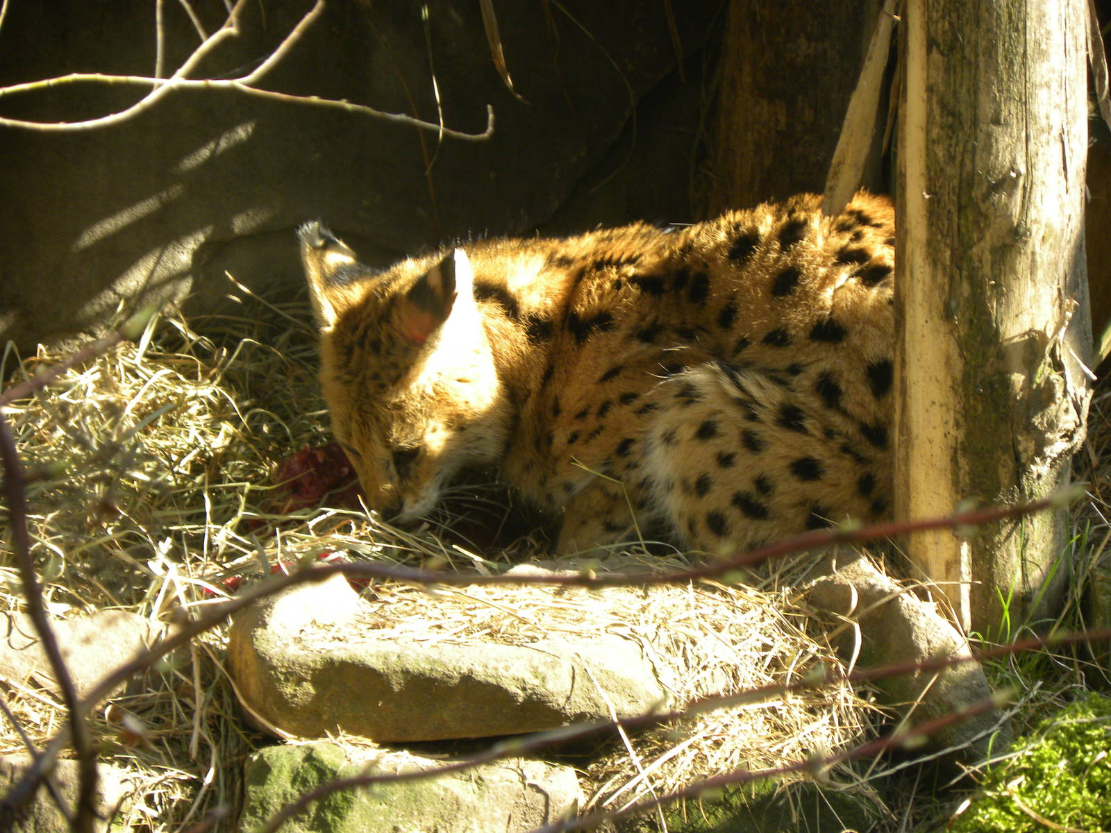 Serval