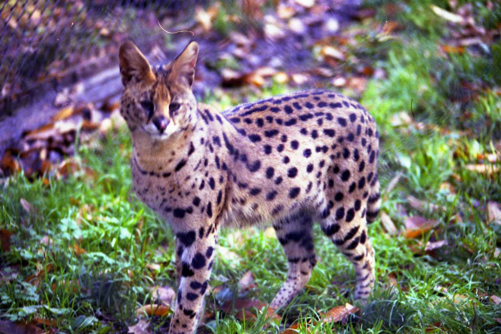 Serval