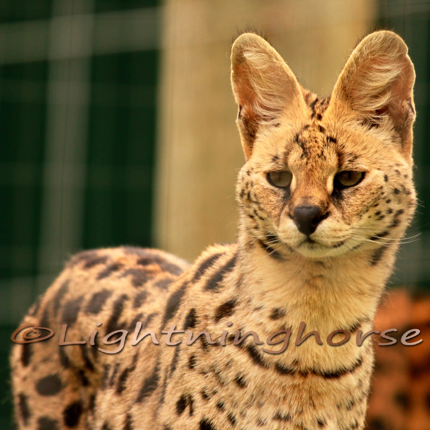 Serval
