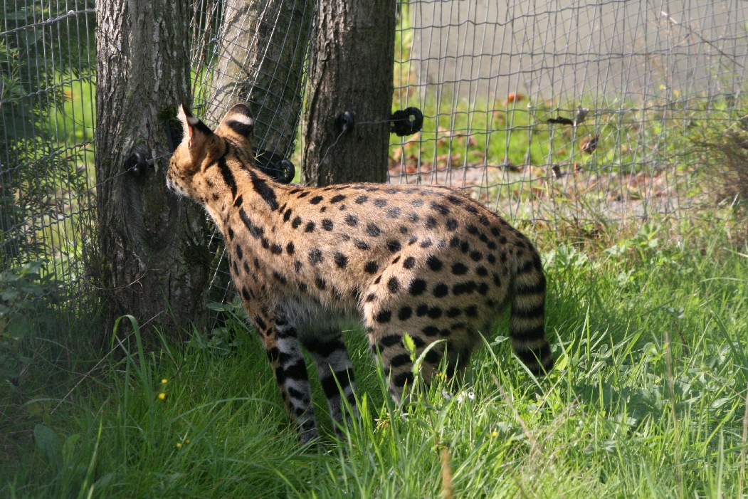 Serval