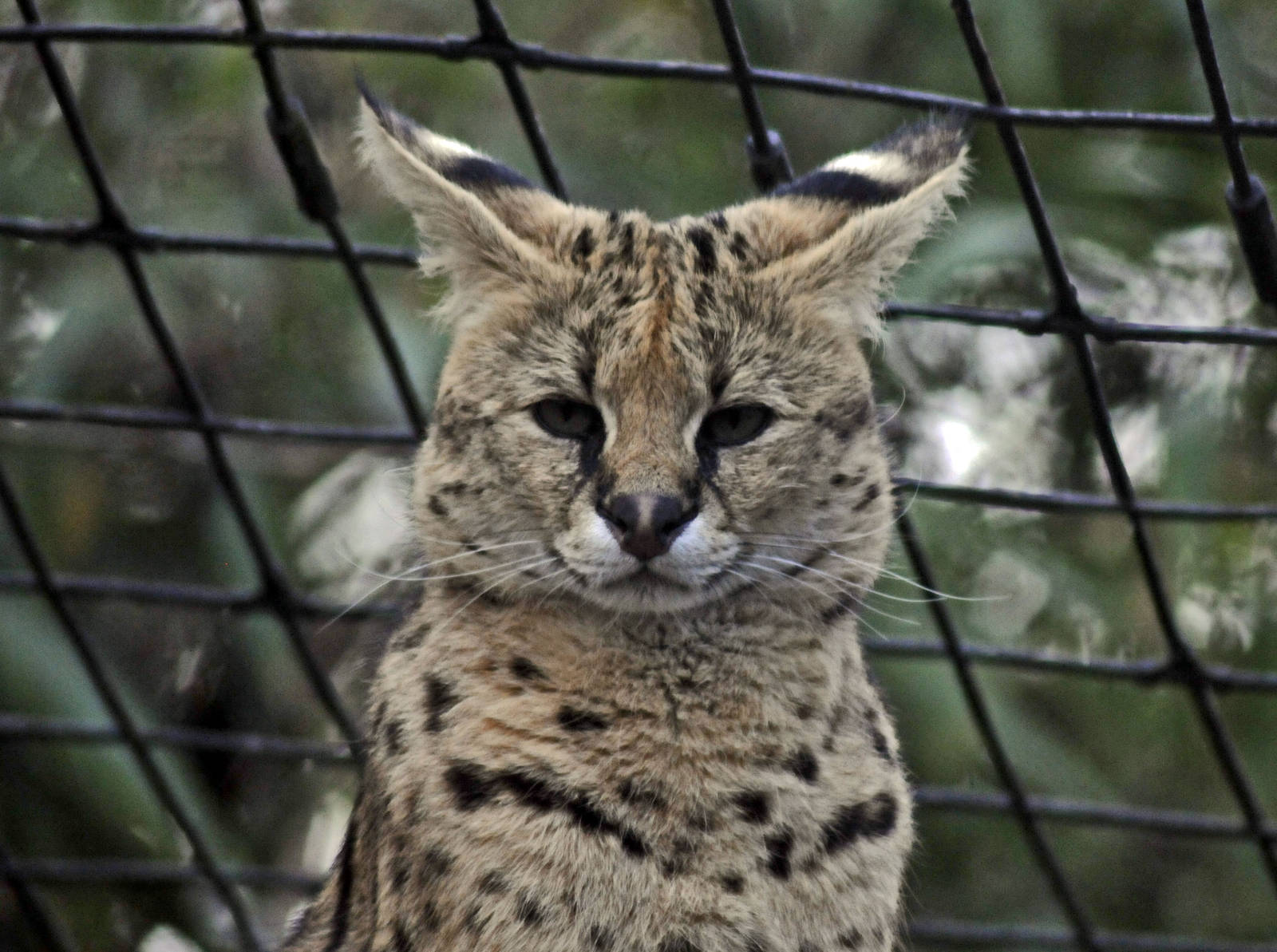 serval