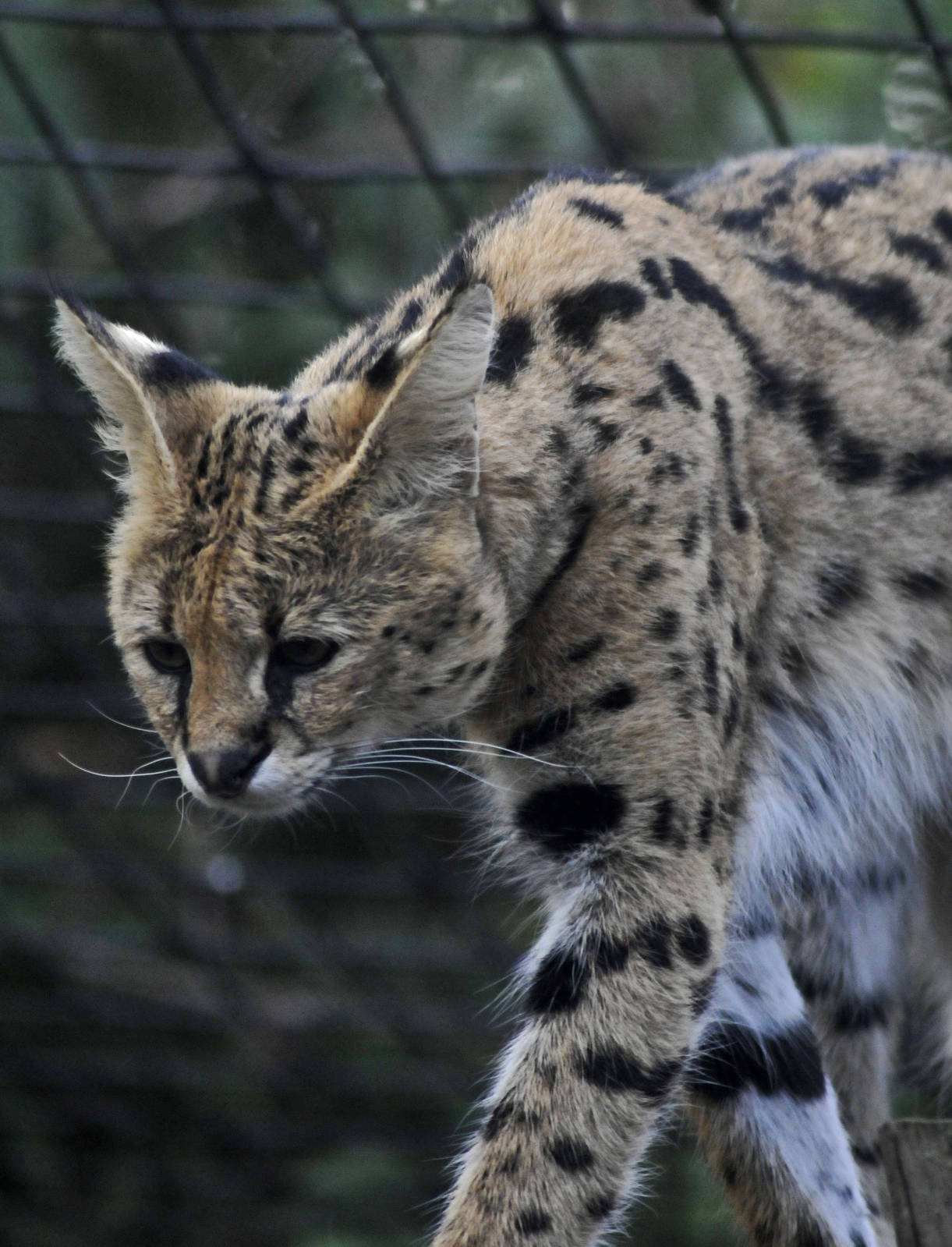 serval