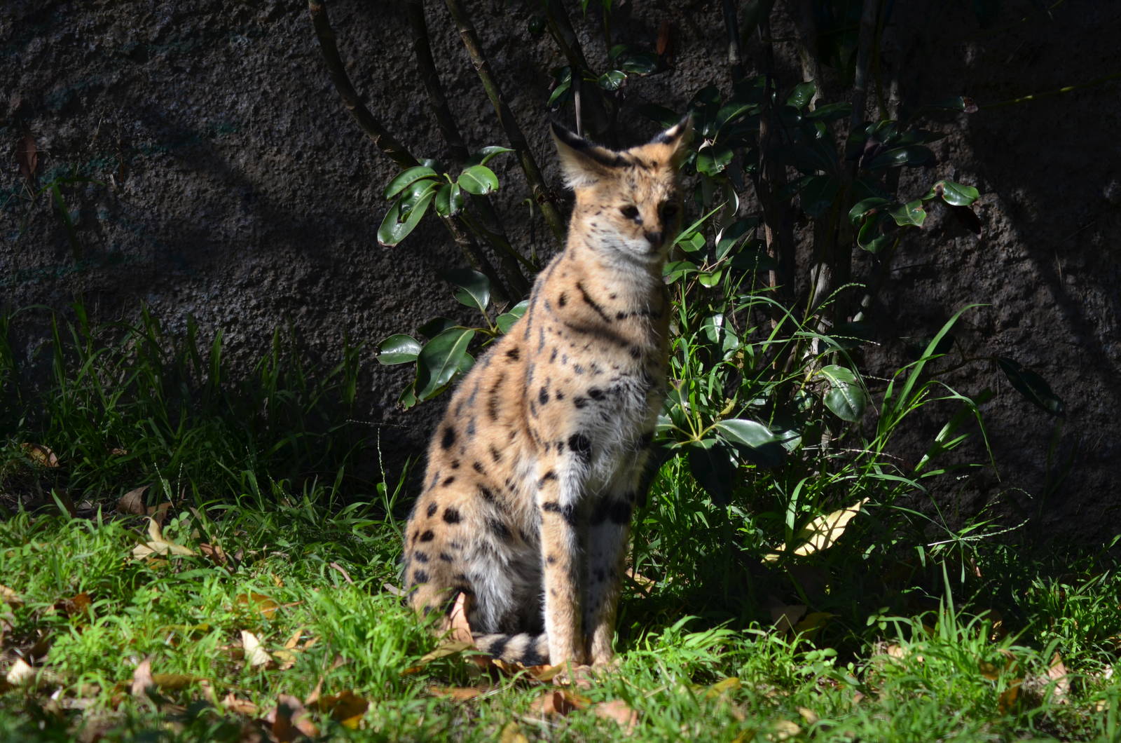 Serval