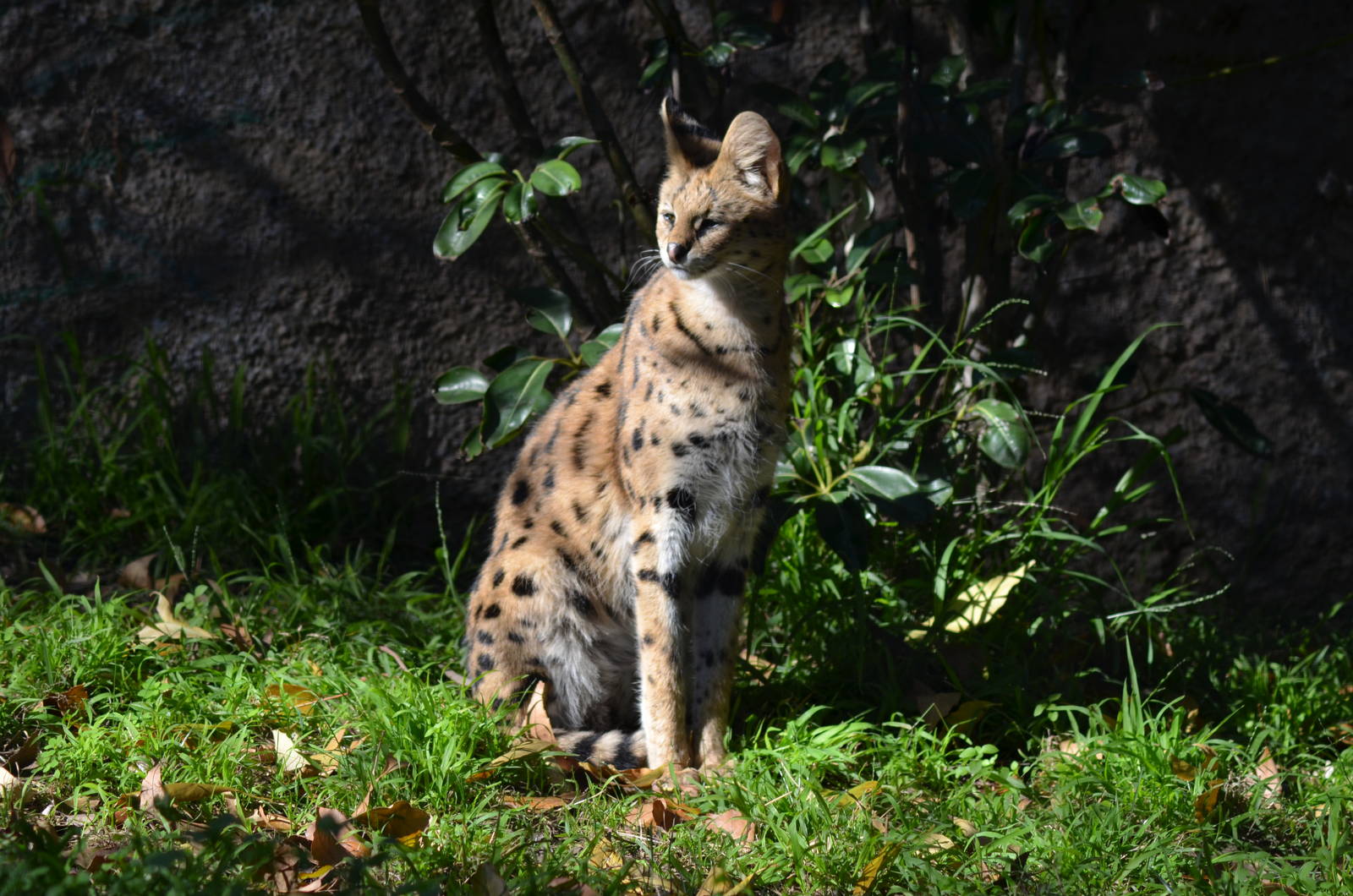 Serval