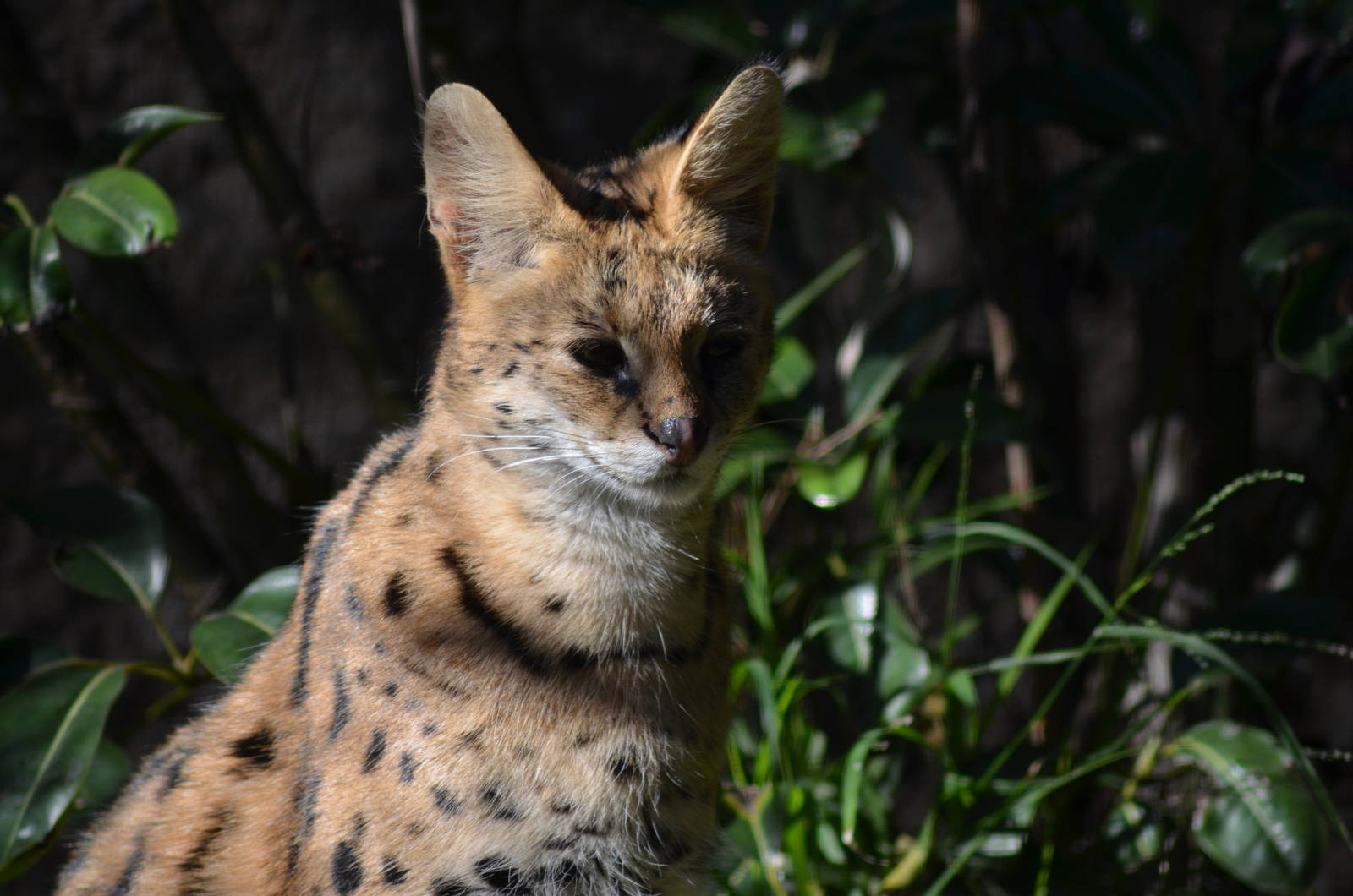 Serval
