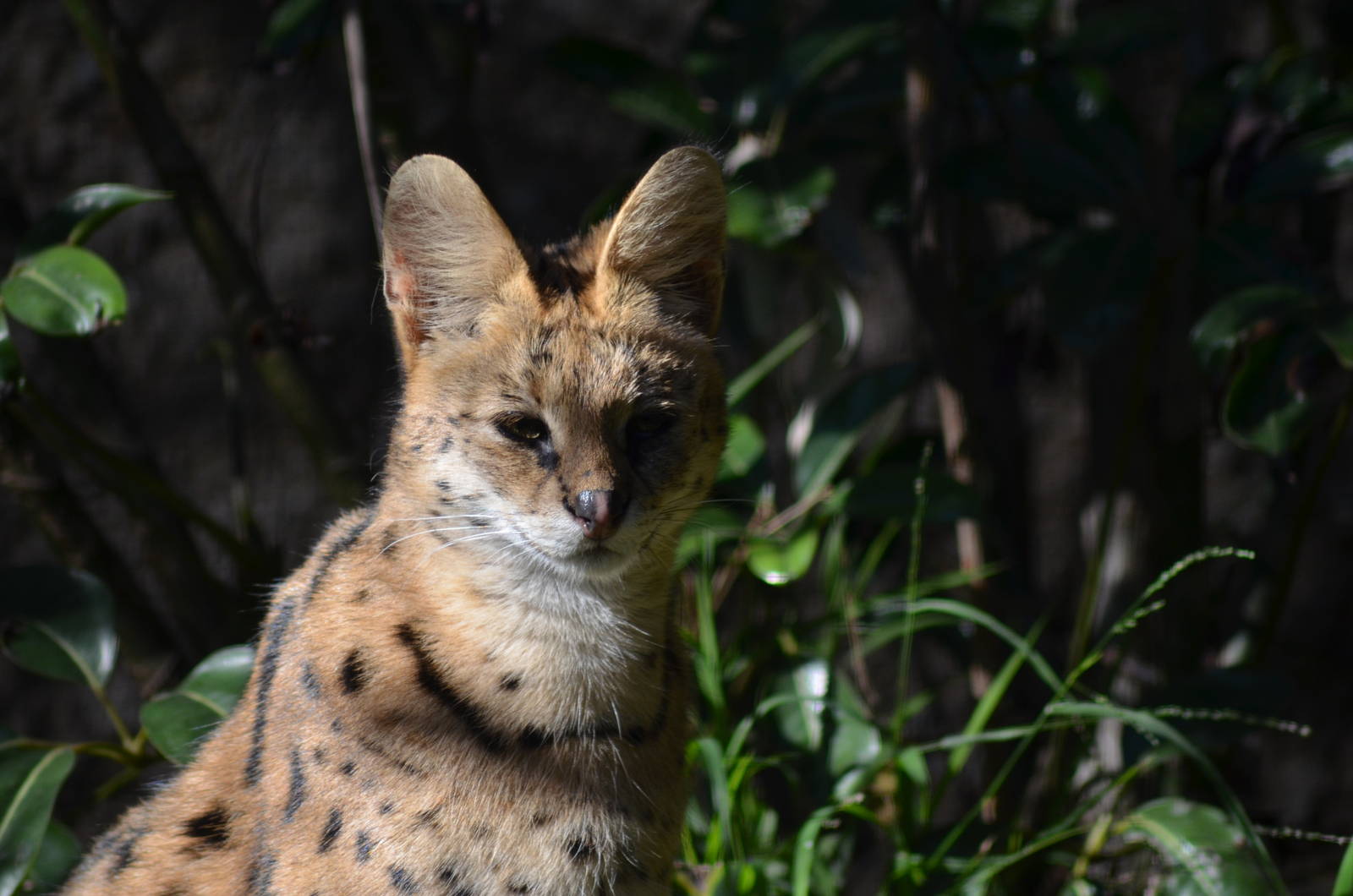 Serval