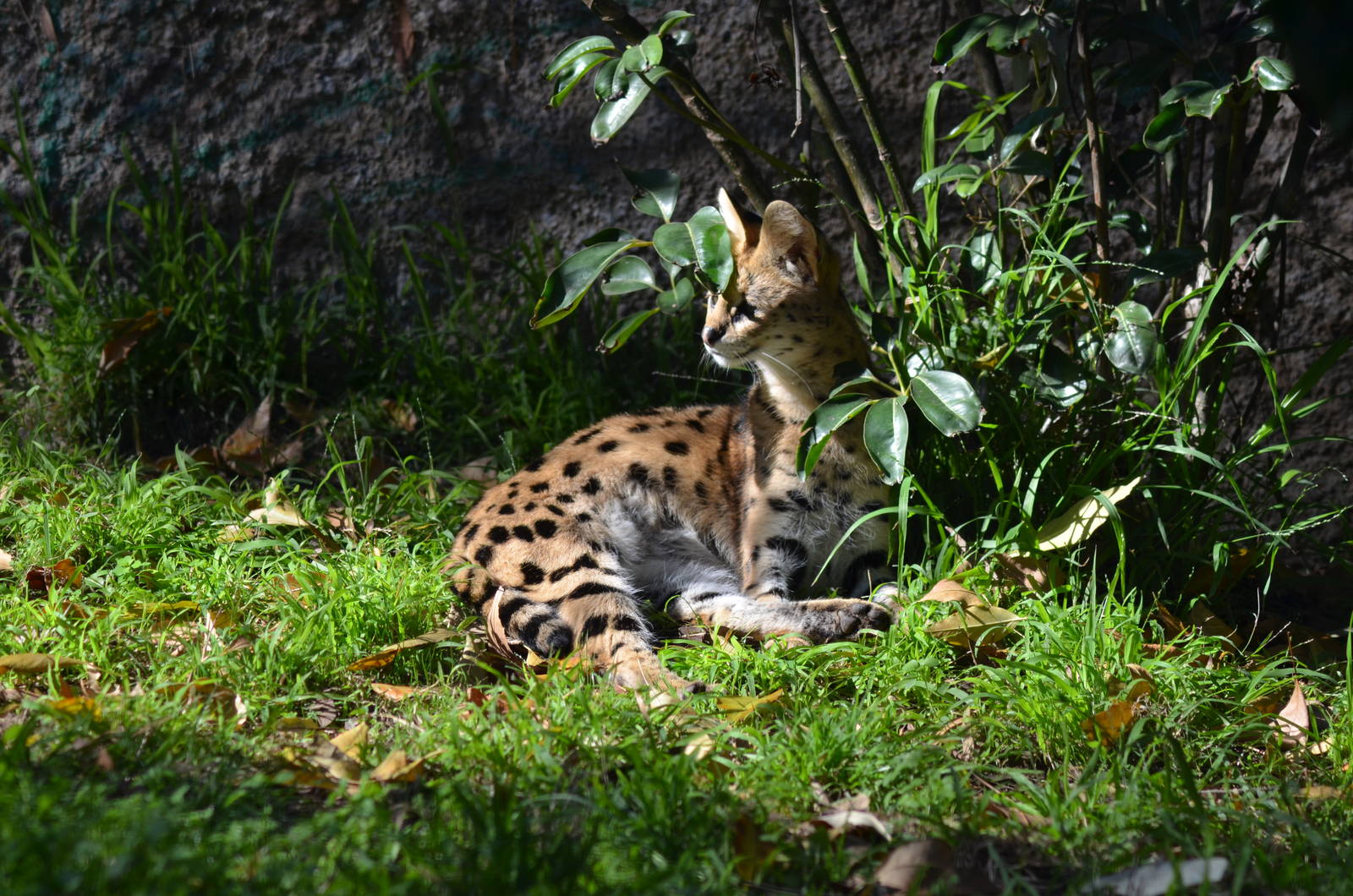 Serval