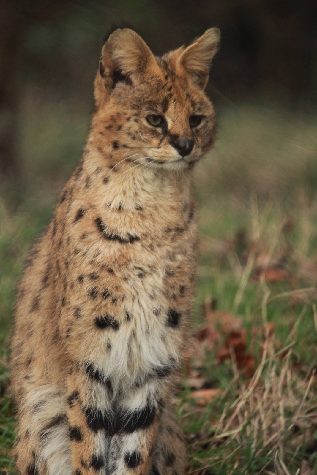 Serval