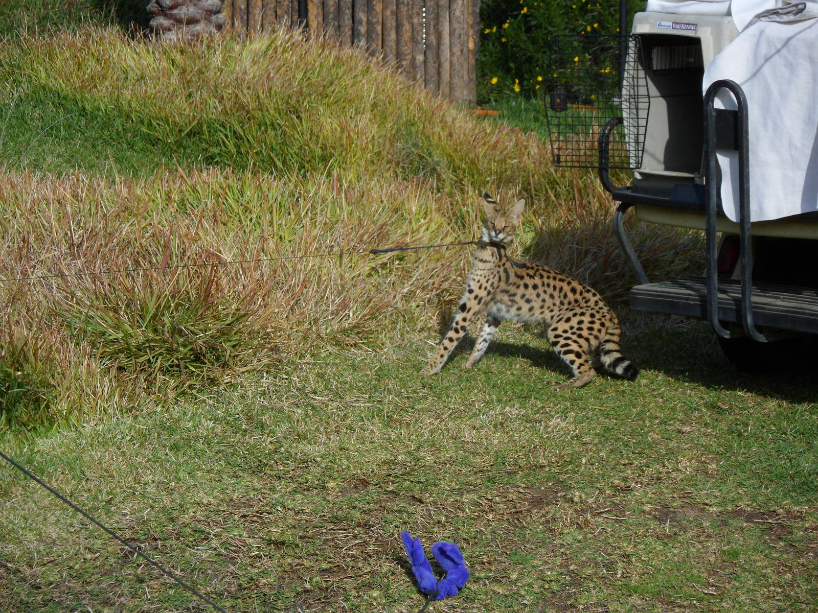 Serval