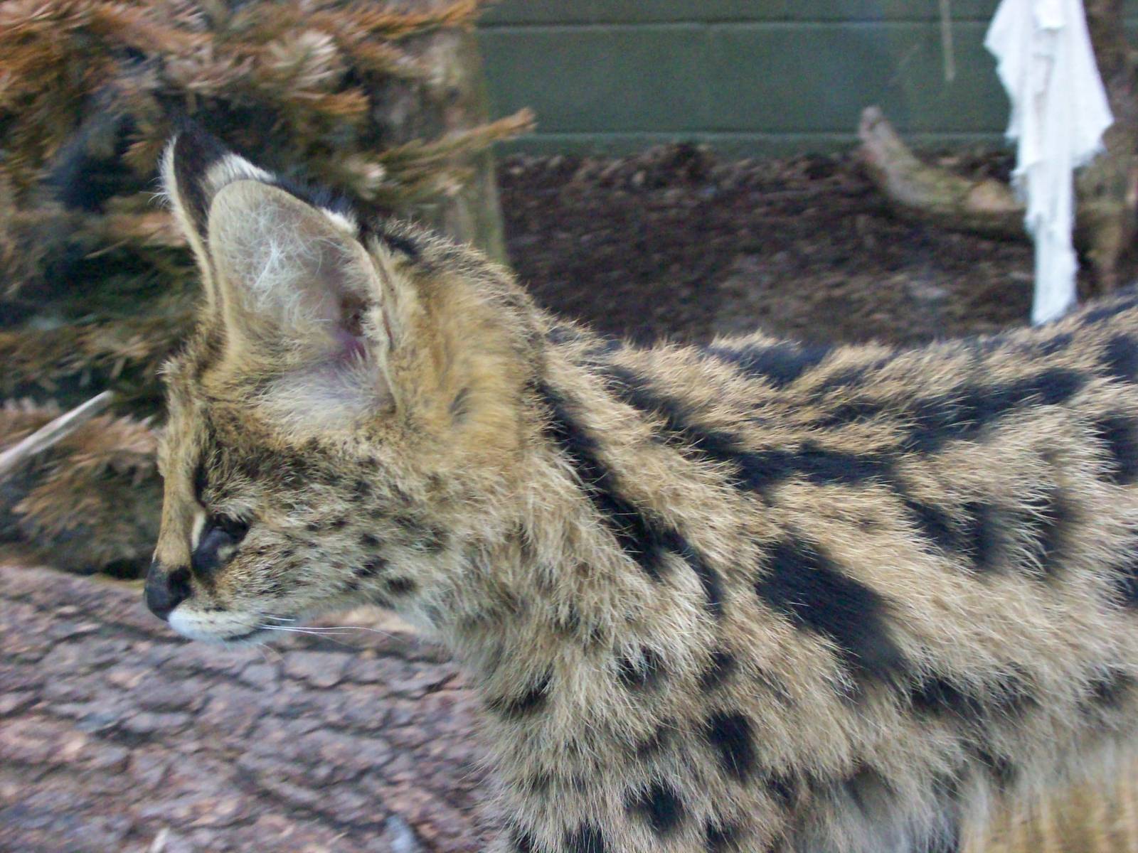 serval