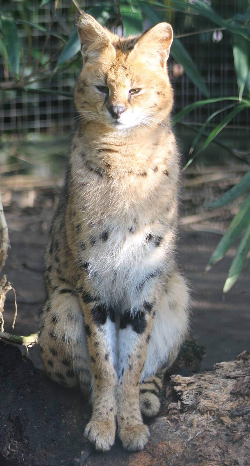 serval