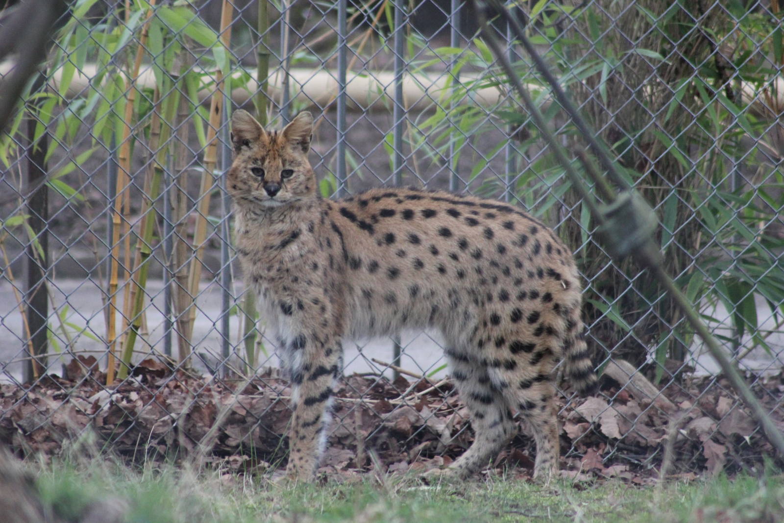 Serval