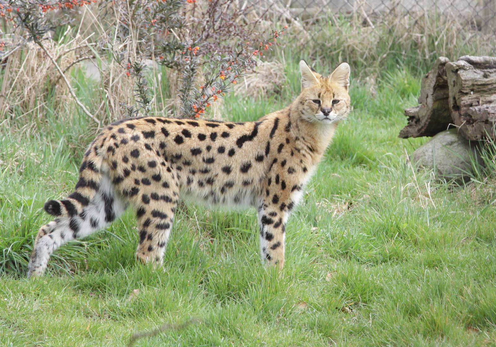 Serval