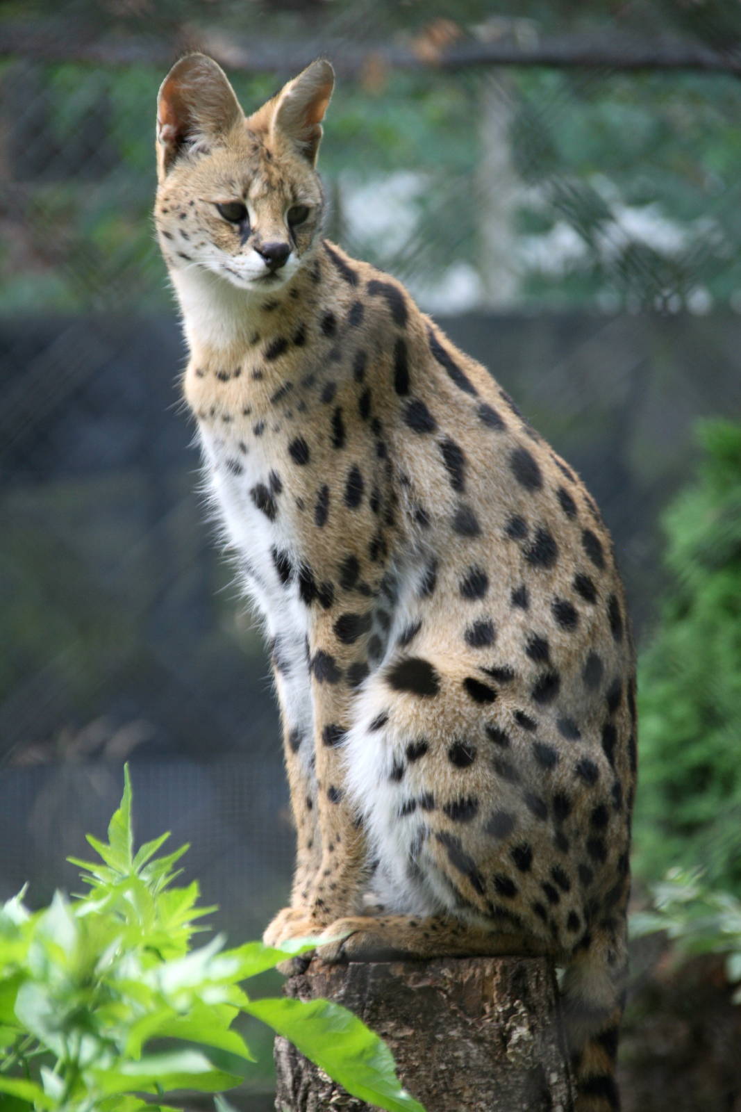 Serval