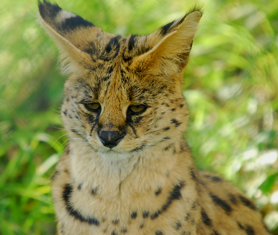 SERVAL