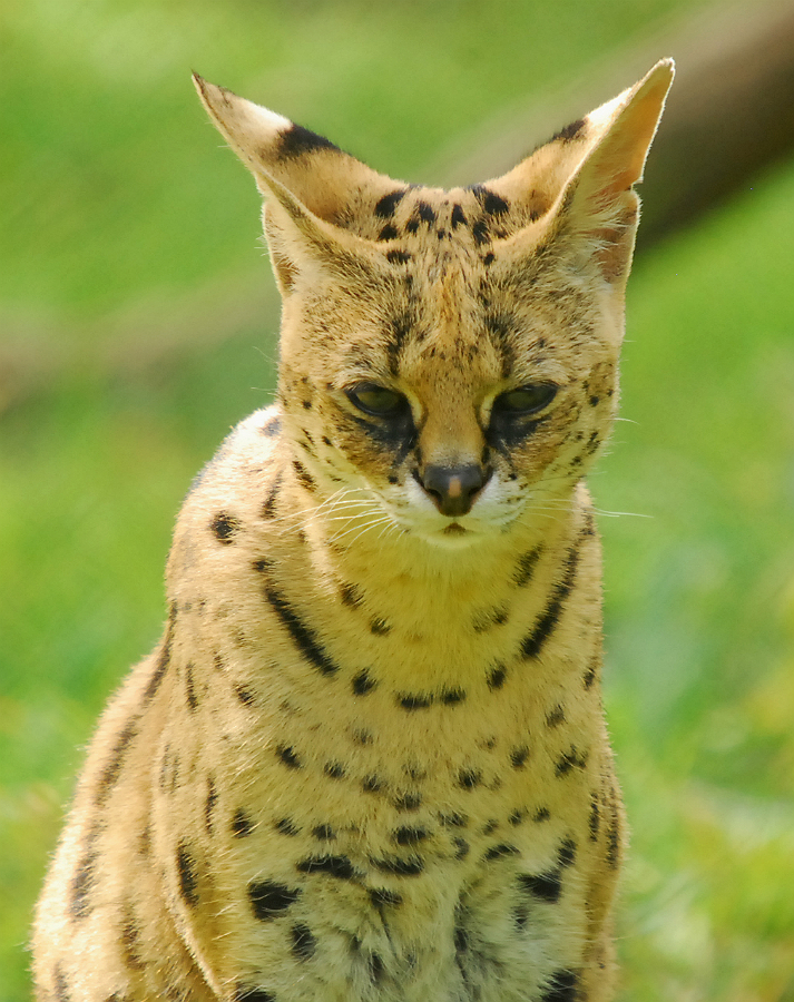 SERVAL